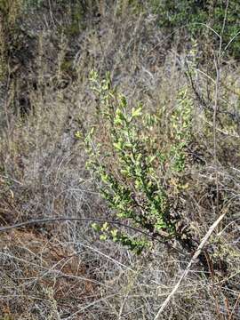 Image of sawtooth bristleweed