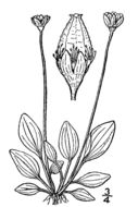 Image of Kotzebue's grass of Parnassus
