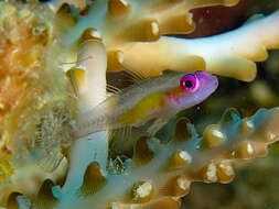 Image of Hovering whipgoby