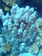 Image of Column coral