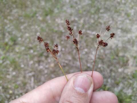 Image of Pale European Wood-Rush