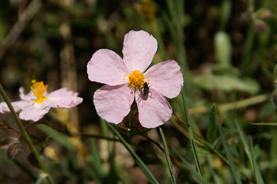 Image of White Rock-rose