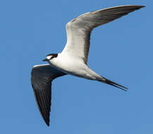 Image of Brown-backed terns