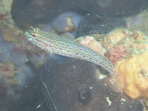 Image of Sarato's Goby