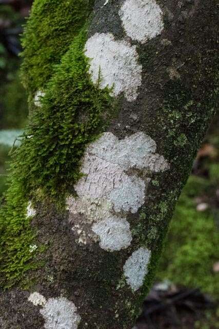 Image of blemished lichen