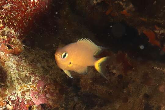 Слика од Pycnochromis atripes (Fowler & Bean 1928)