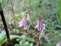 Image de Linnaea borealis var. borealis