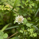 Image of Trifolium nigrescens subsp. petrisavii (Clementi) Holmboe
