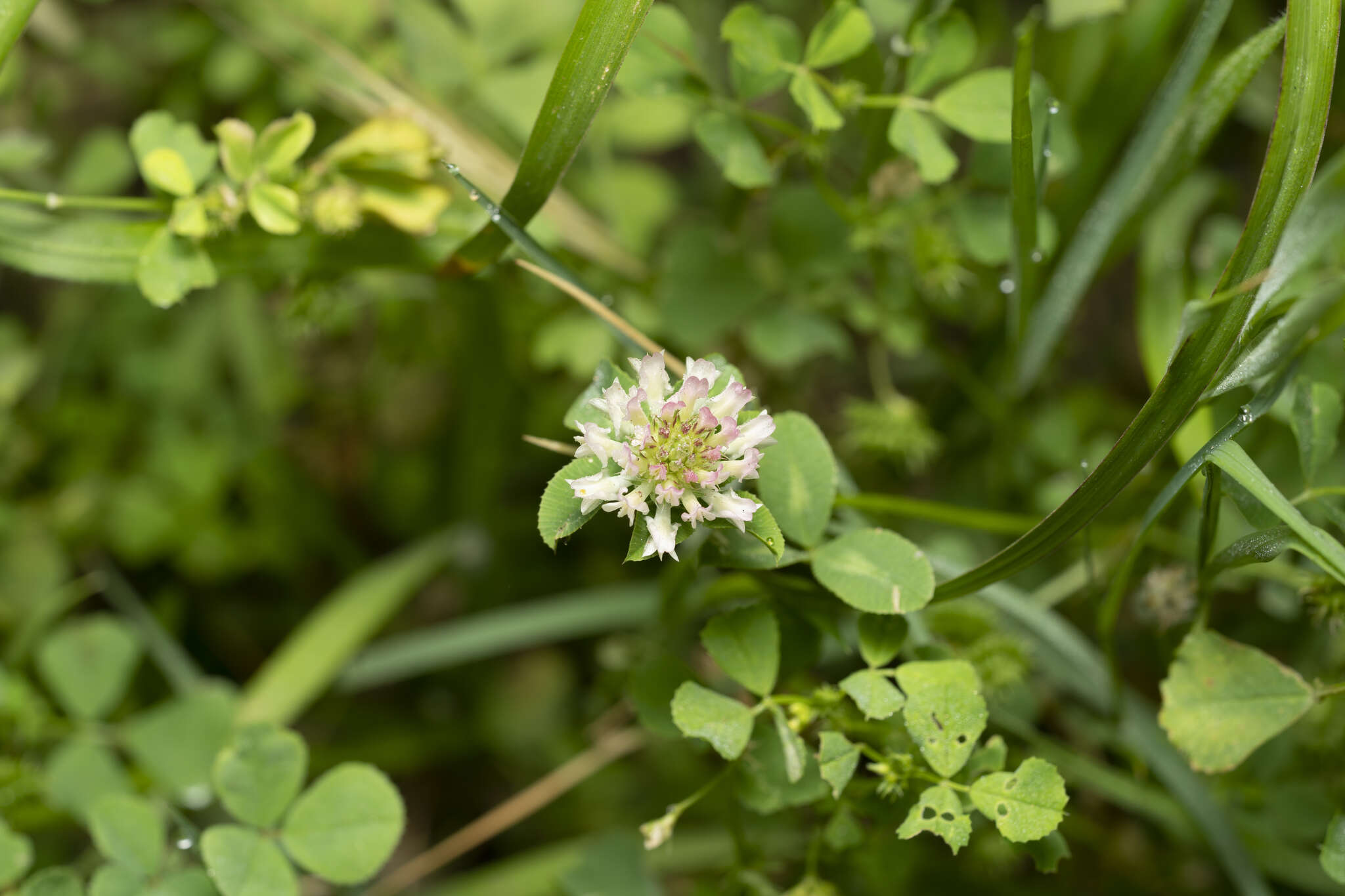 Image of Trifolium nigrescens subsp. petrisavii (Clementi) Holmboe