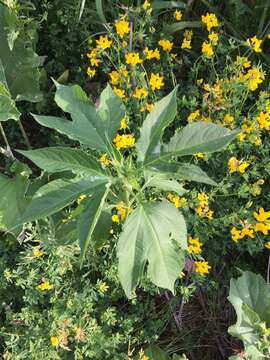 Image of Texan great ragweed