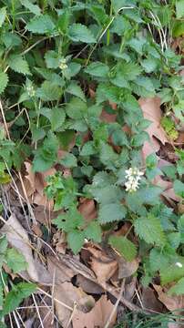 Image of Lamium flexuosum Ten.