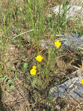 Image of tufted poppy