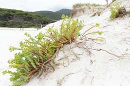 Image of sea spurge