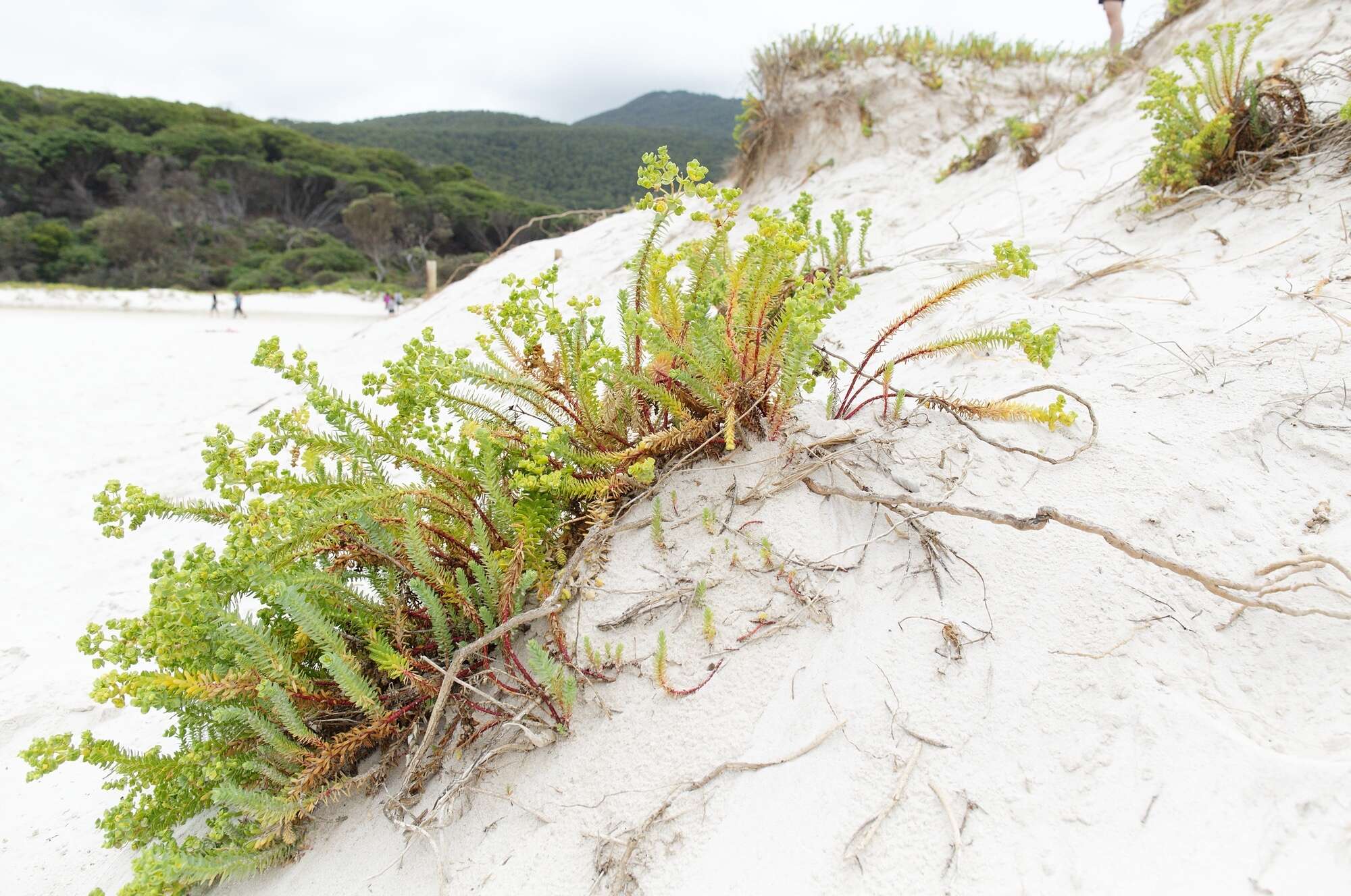 Image of sea spurge