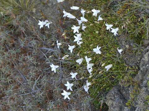 Image of Wahlenbergia pygmaea subsp. pygmaea