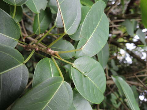 Image of Ficus arpazusa Casar.