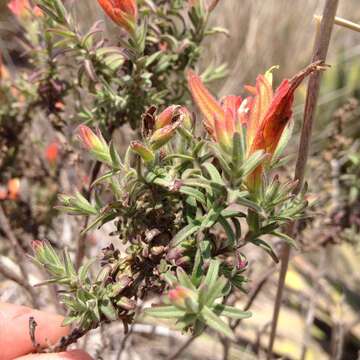 Image of Castilleja auriculata Eastwood