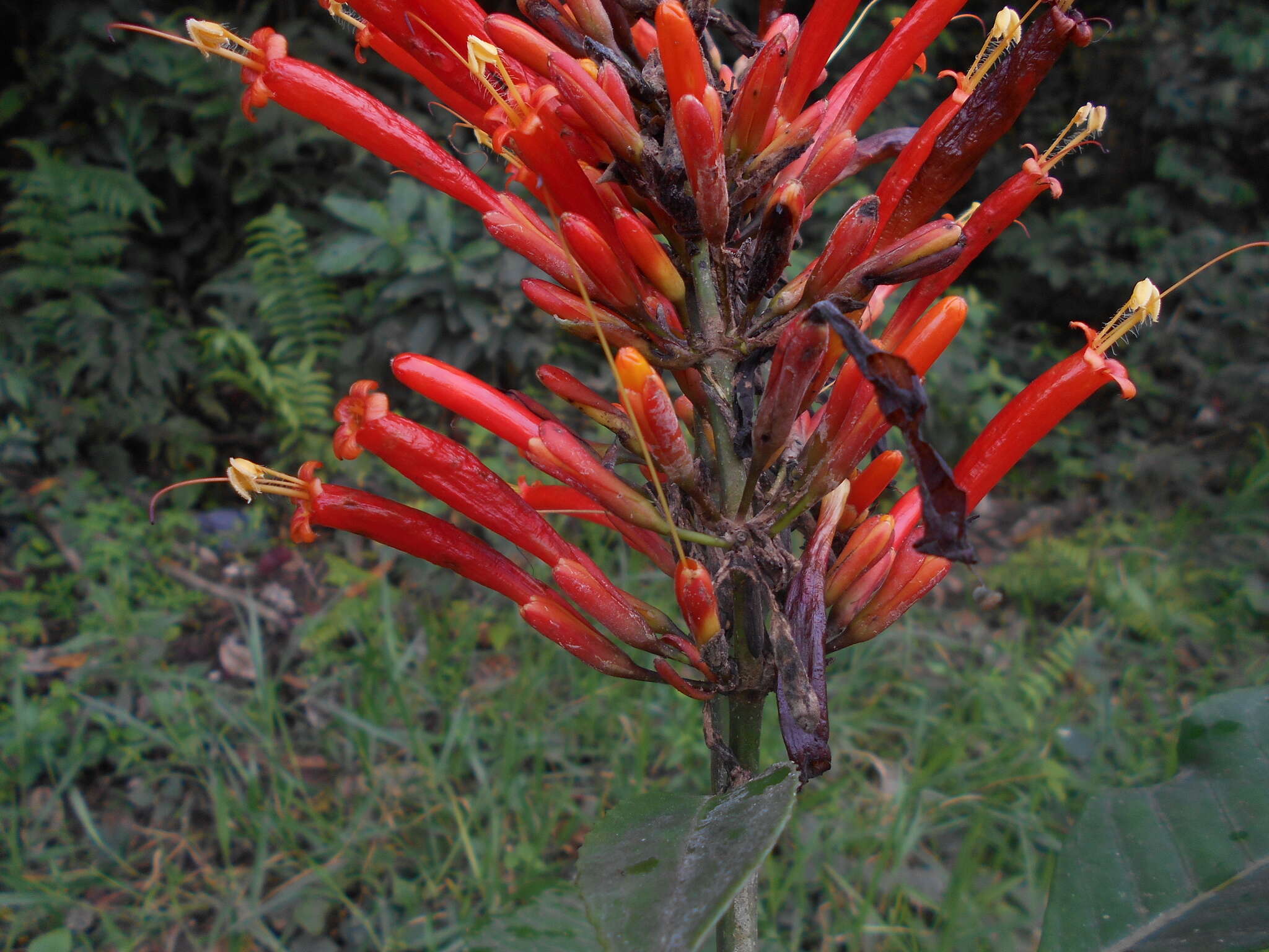 Sanchezia pedicellata Leonard & L. B. Sm. resmi