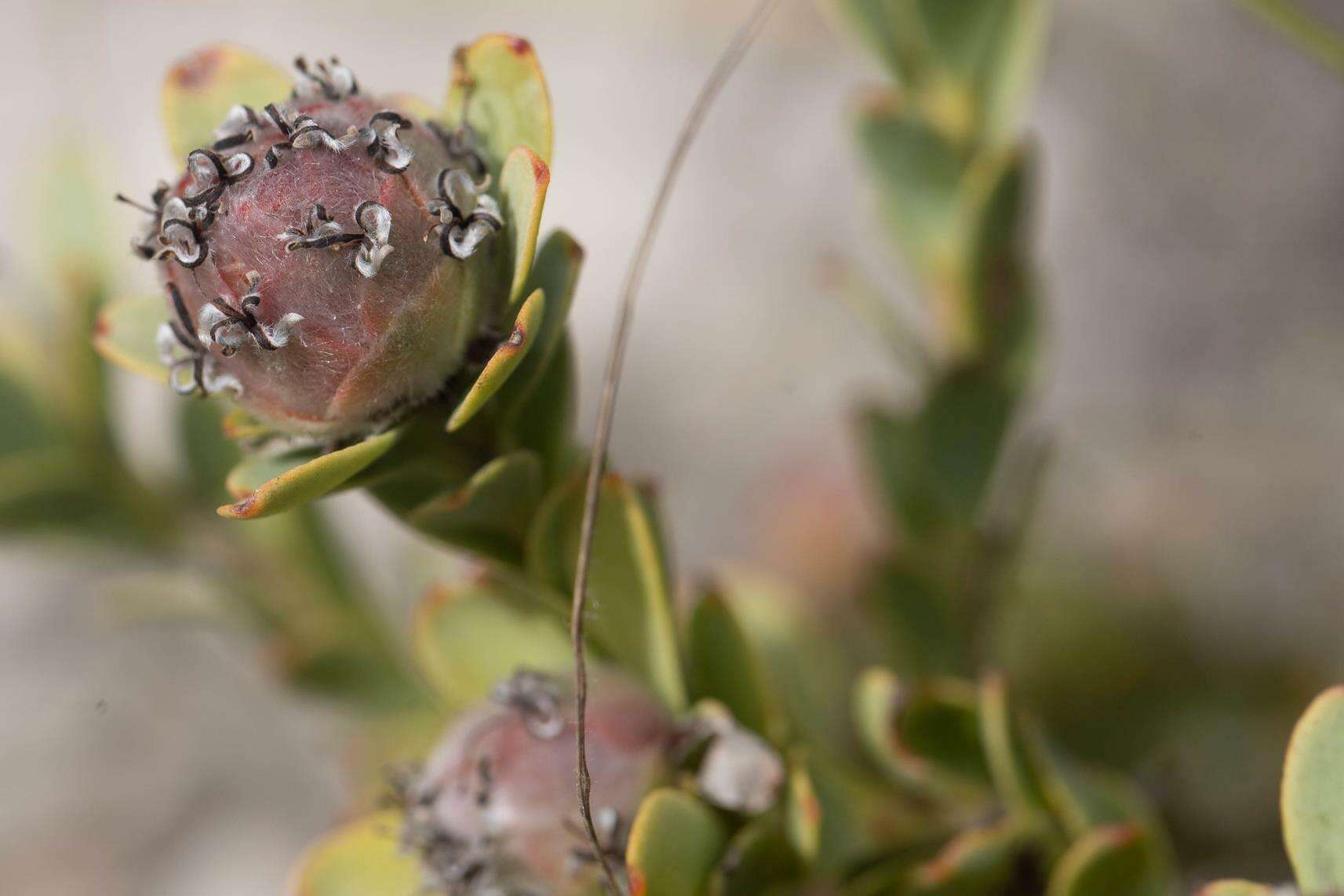 Image of Leucadendron coriaceum Philipps & Hutchinson