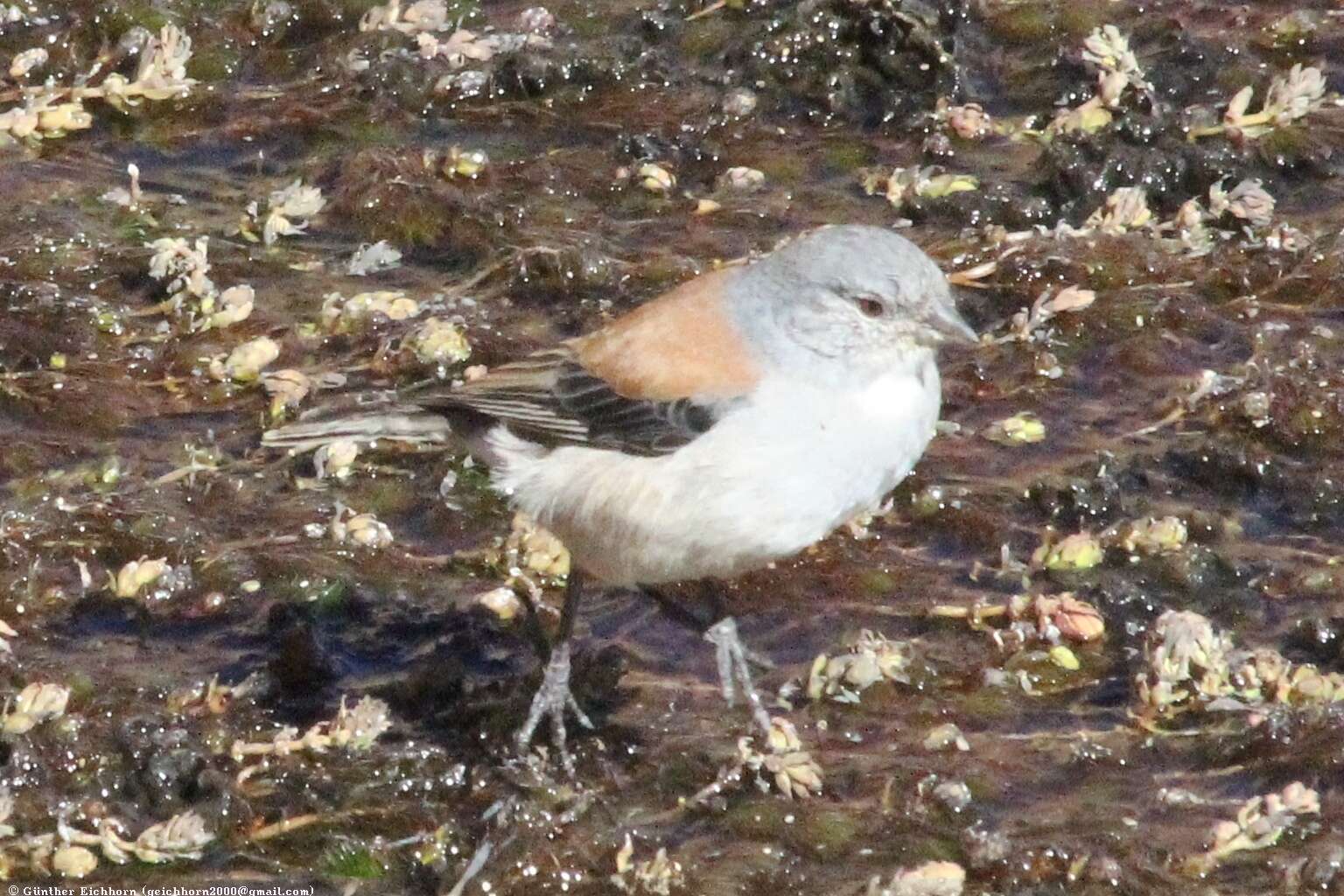 Image of Red-backed Sierra Finch