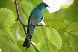 Image of Verditer Flycatcher (Northern)