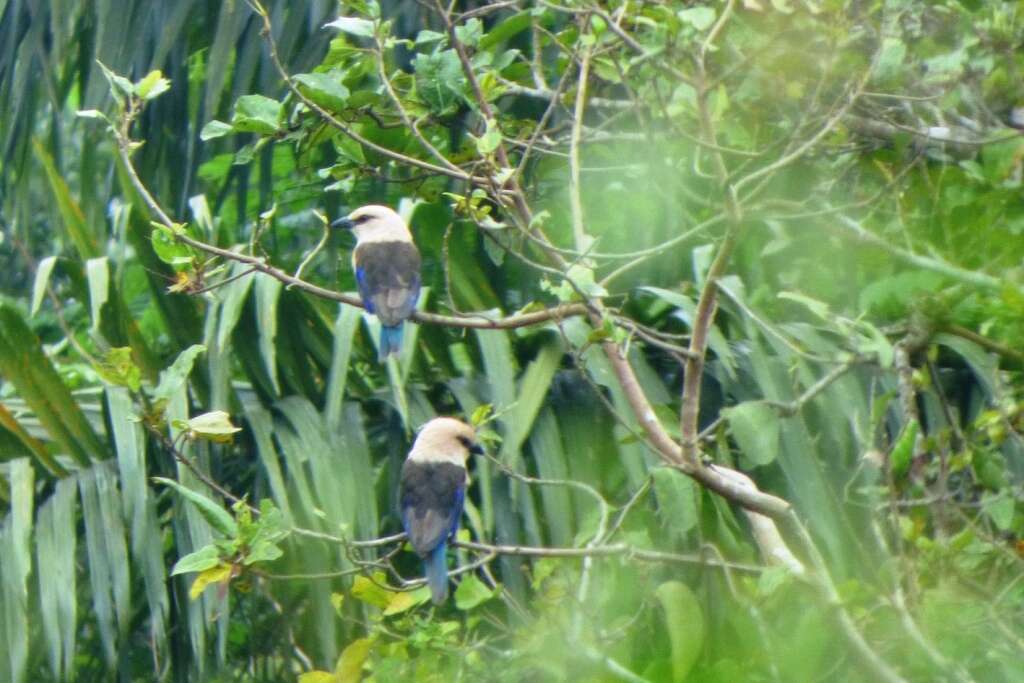 Image of Blue-bellied Roller