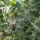 Plancia ëd Artemisia macrantha Ledeb.