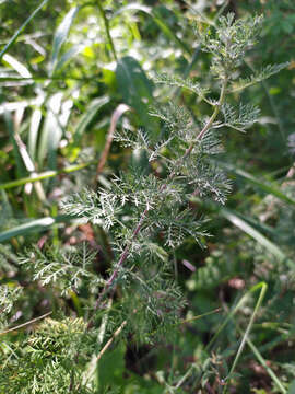 Plancia ëd Artemisia macrantha Ledeb.