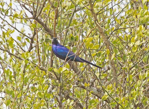 Image of Rueppell's Glossy-Starling