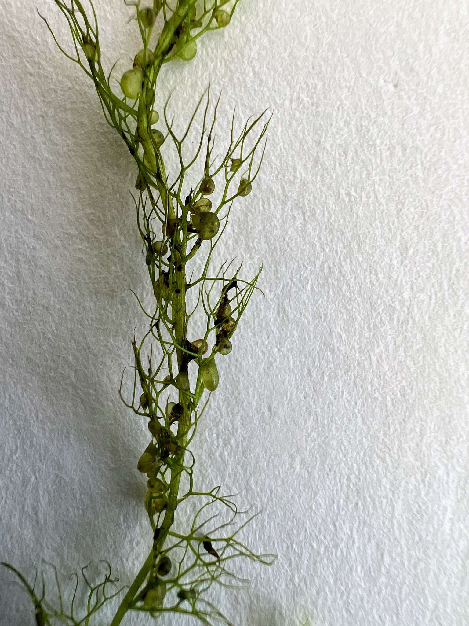 Plancia ëd Utricularia geminiscapa Benj.