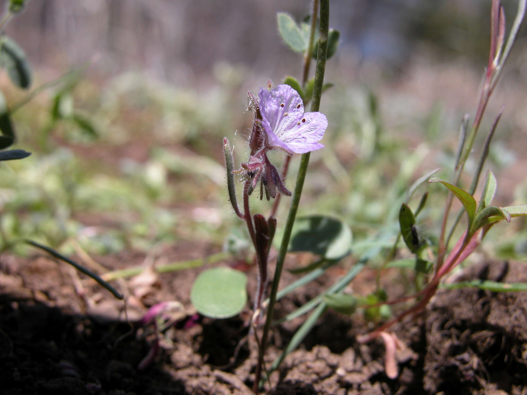 Image de Phacelia exilis (A. Gray) G. J. Lee