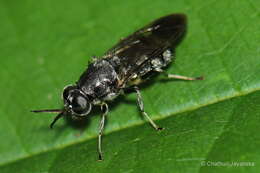 Image of Nigritomyia ceylonica Kertesz 1920