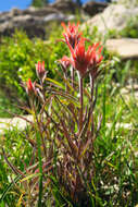 Image of Peck's Indian paintbrush