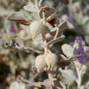 Image of Solanum lasiophyllum Dun.