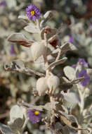 Image of Solanum lasiophyllum Dun.