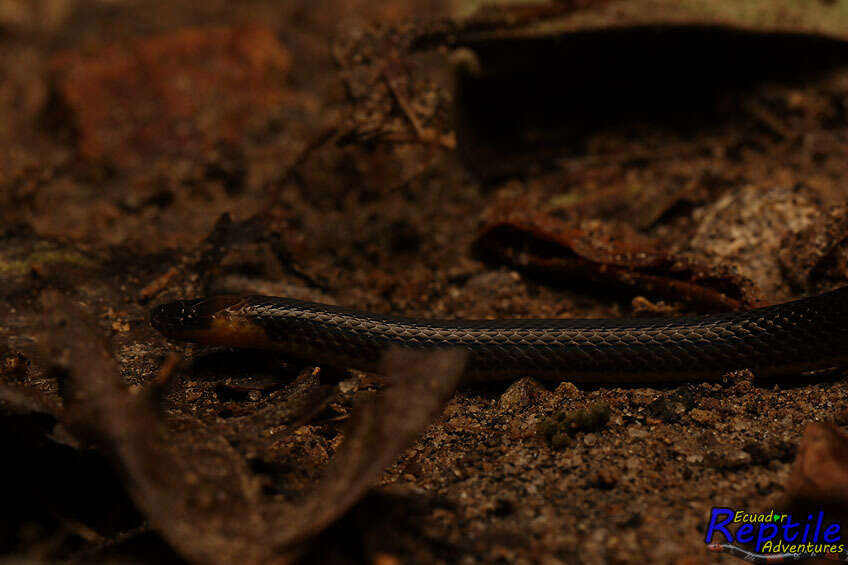 Image of Modest Ground Snake