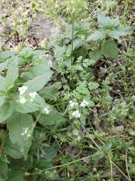 Image of garden chervil