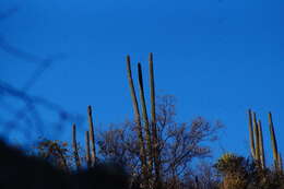 Image of Pachycereus hollianus (F. A. C. Weber) Buxb.