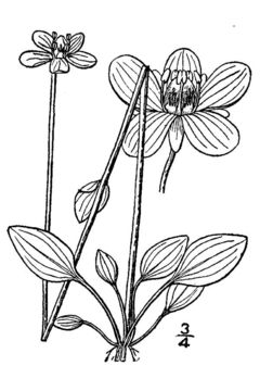 Image of smallflower grass of Parnassus