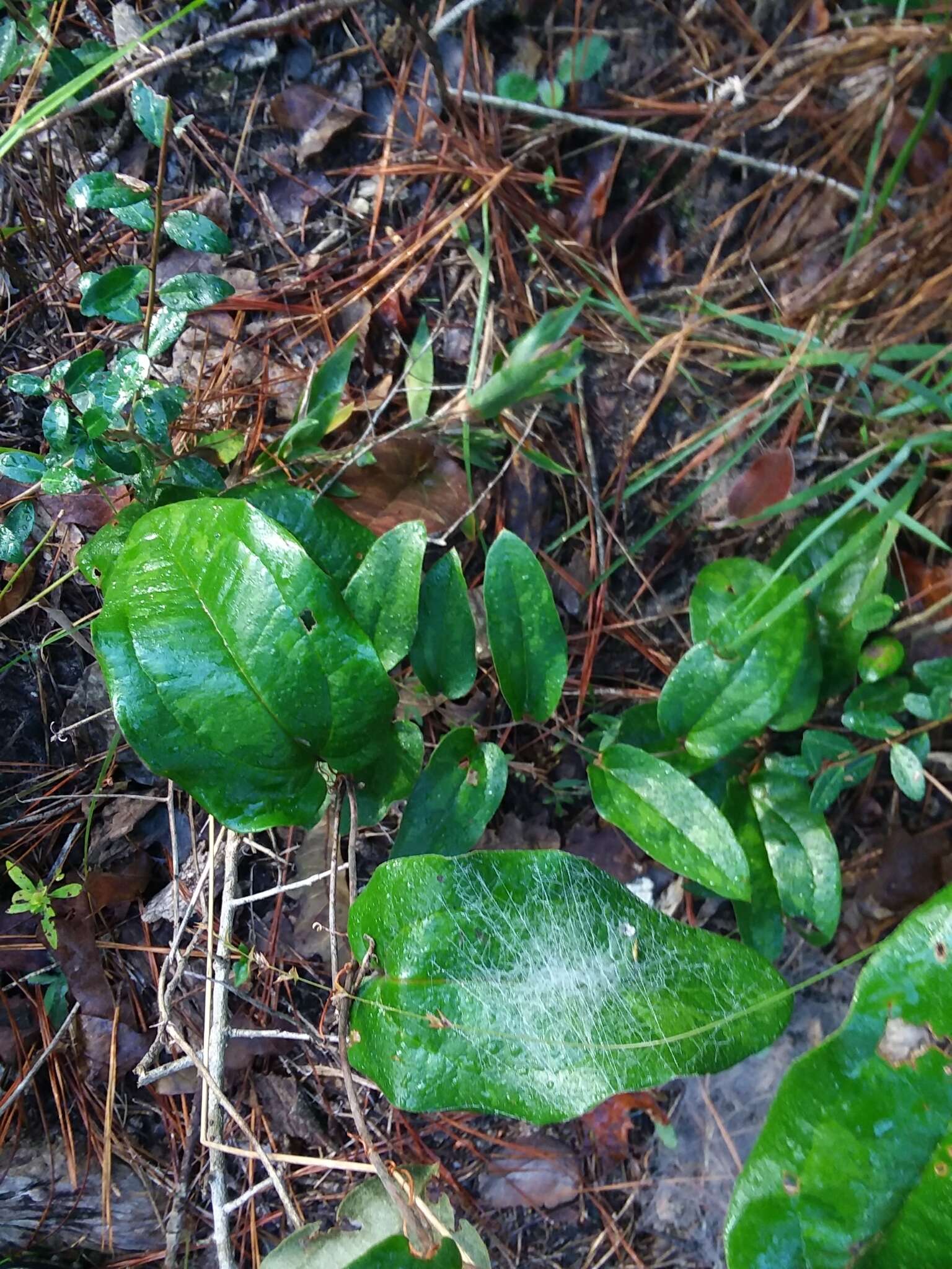 Image of Sarsparilla-Vine