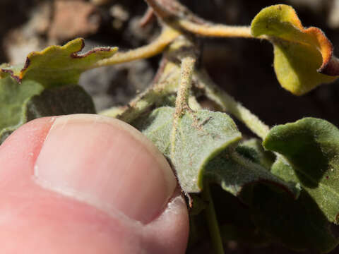 Image of Arizona buckwheat