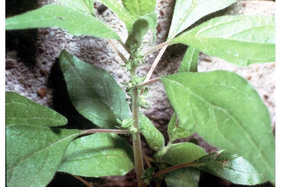 Image of Parietaria pensylvanica Muhl. ex Willd.