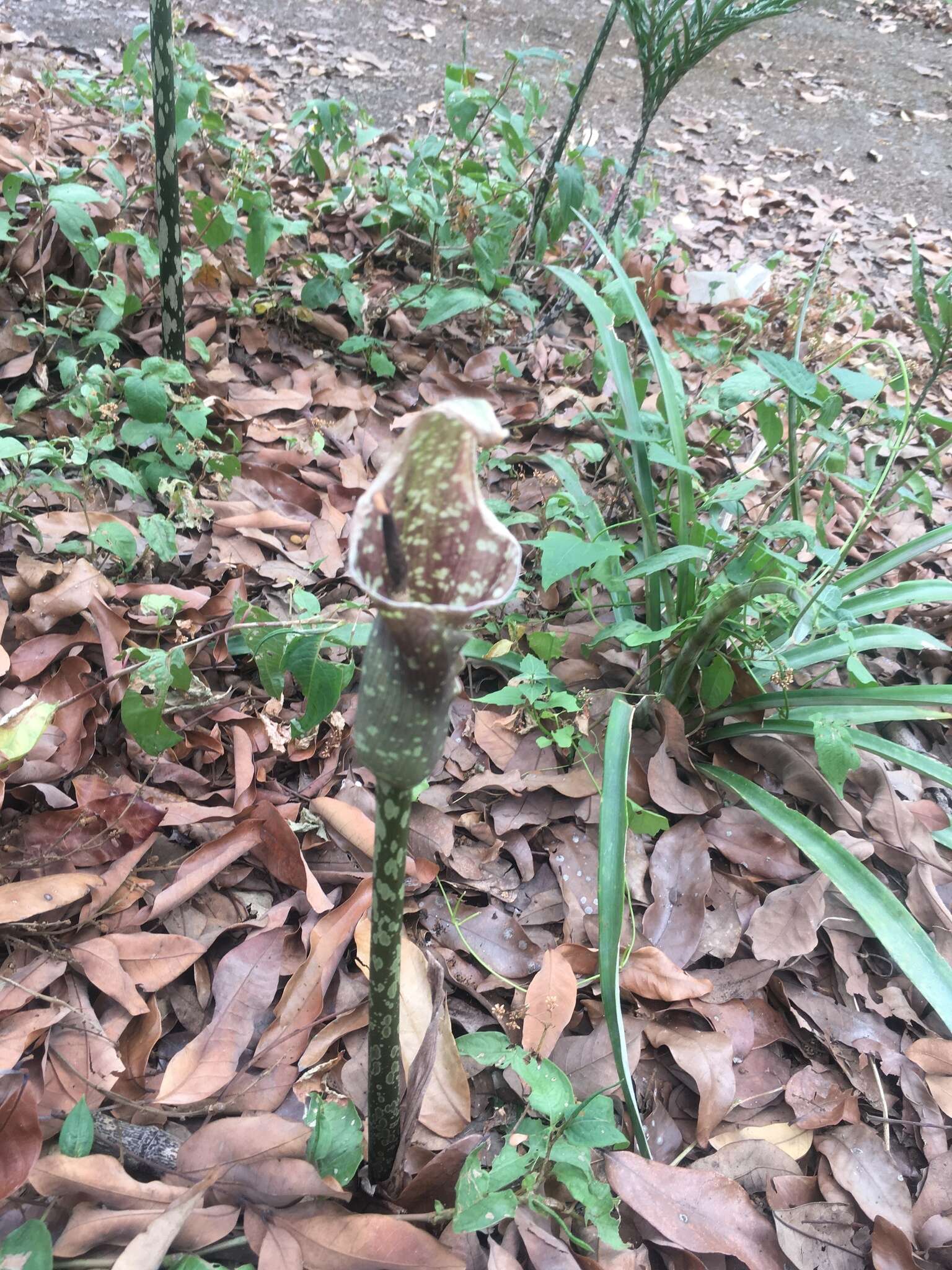 Image of Amorphophallus kiusianus (Makino) Makino