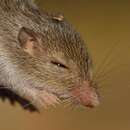 Image of Sinaloan pocket mouse
