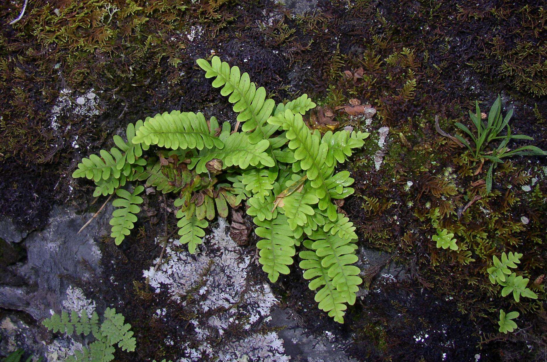 Polypodium sibiricum Siplivinsky的圖片