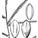 Image of tropical paspalum
