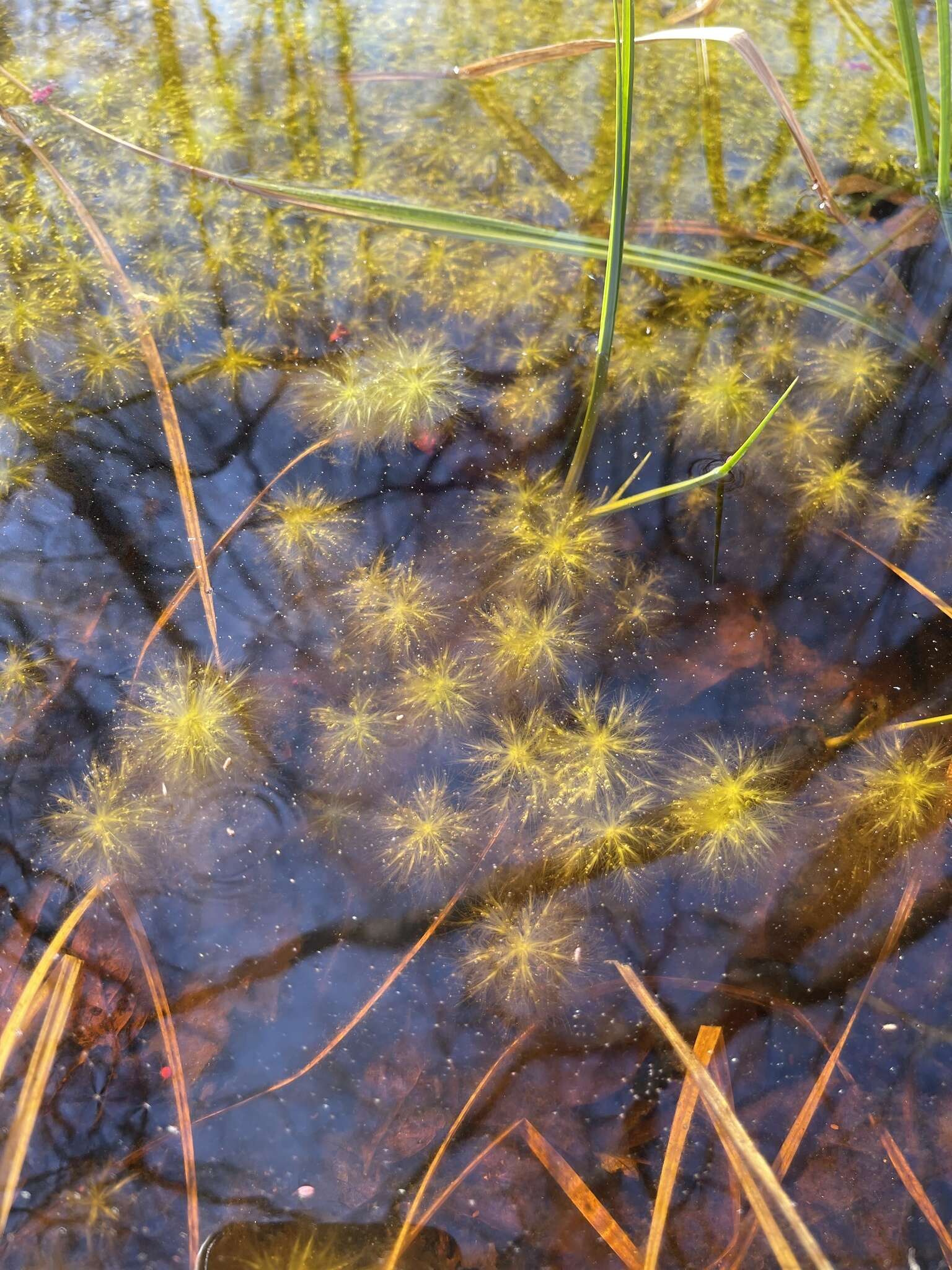 Imagem de Sphagnum trinitense C. Müller 1848