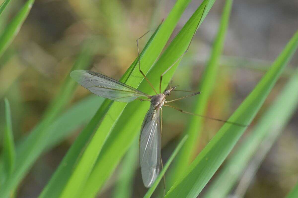 Image of Cranefly