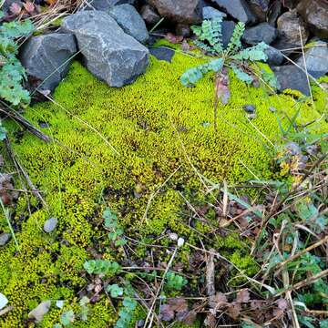 Image of tortella moss