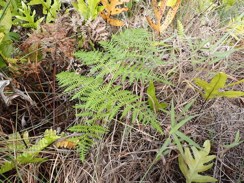 Image of decomposition brackenfern